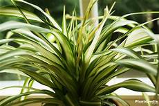 Spider Plant Fertilizer
