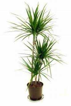 Spider Plant Fertilizer