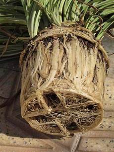 Spider Plant Fertilizer