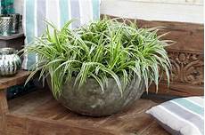 Spider Plant Fertilizer