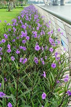 Spring Fertilizer