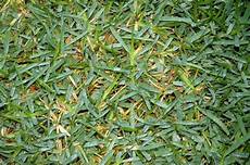 St Augustine Fertilizer