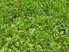 St Augustine Fertilizer