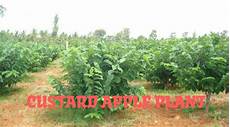 Subsoil Plant Fertilizers