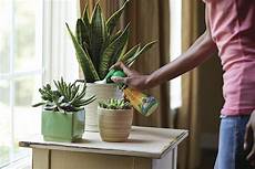 Succulent Fertilizer