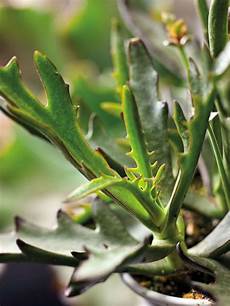 Succulent Fertilizer