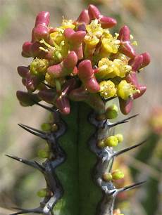 Succulent Fertilizer