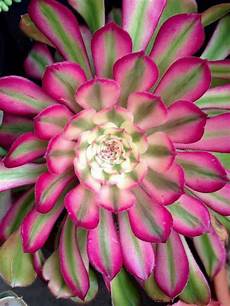 Succulent Fertilizer