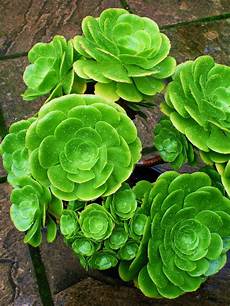 Succulent Fertilizer