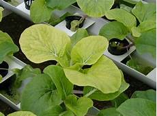 Sulfur Fertilizer