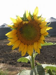 Sunflower Fertilizer
