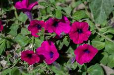 Super Bloom Fertilizer