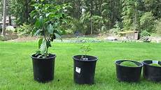 Superthrive Fertilizer