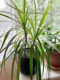 Thrive Fertilizer