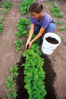 Top Dressing Fertilizer