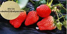 Trace Element Fertilizer