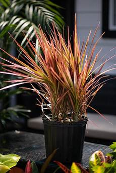 Tree Fertilizer