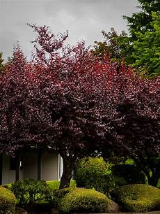 Tree Fertilizer