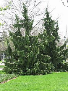 Tree Fertilizers