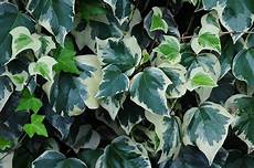Tree Fertilizers