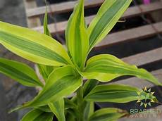 Tree Fertilizers