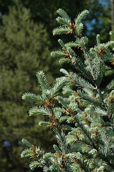 Tree Fertilizers