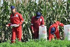 Tsp Fertilizer