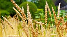 Wheat Fertilizers