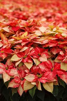 Winter Fertilizer