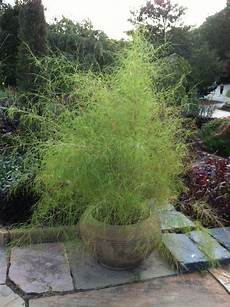 Winter Grass Fertilizer