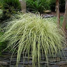 Winter Grass Fertilizer