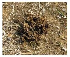 Worm Castings