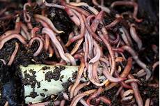 Worm Castings