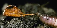 Worm Fertilizers